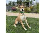 Adopt Panda Bear a Mixed Breed
