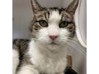 Adopt Deputy Benny Meow a Domestic Short Hair