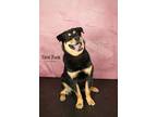Adopt *MacFarland* a Rottweiler / Labrador Retriever / Mixed dog in Salt Lake