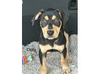 Adopt Dolly a Labrador Retriever