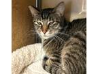 Adopt Rosalie a Domestic Short Hair, Tabby