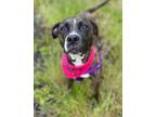 Adopt Daisia a Pit Bull Terrier