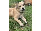 Adopt Jasper a Labrador Retriever / Mixed Breed (Medium) / Mixed dog in