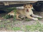 Adopt Jiggle-O a American Pit Bull Terrier / Mixed Breed (Medium) / Mixed dog in