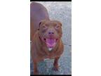 Adopt Rosie a Pit Bull Terrier, Retriever