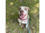 Adopt Cupcake a Staffordshire Bull Terrier, Mixed Breed