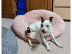 Adopt Pookie a Parson Russell Terrier, Mixed Breed