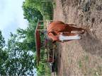 Quarter Horse Gelding