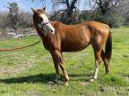 Half Arab Ranch Mare