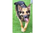 Adopt HAZEL a German Shepherd Dog, Mixed Breed