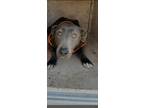 Adopt LOLITA a Staffordshire Bull Terrier / Mixed dog in Lindsay, CA (41418146)