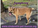 Adopt Symphony a Australian Cattle Dog / Blue Heeler, Corgi
