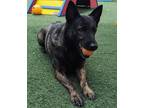 Adopt Sloane- In Foster Care a Dutch Shepherd