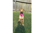 Adopt Gwen a Black Mouth Cur, Shepherd