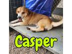Adopt Casper a Corgi / Basset Hound / Mixed dog in Hillsboro, OH (41378841)
