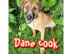 Adopt Dane Cook a Great Dane / Mixed Breed (Medium) / Mixed dog in Hillsboro