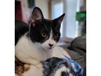Adopt Lulu bean a Bombay / Mixed (short coat) cat in Buford, GA (40836595)