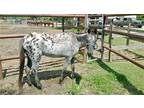 Adopt Artemis a Appaloosa