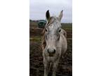 Adopt Ninjah a Arabian