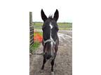 Adopt Leeann a Saddlebred
