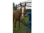 Adopt Lorelei a Thoroughbred