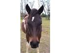 Adopt Embri a Paint / Pinto