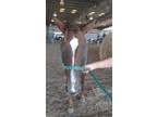 Adopt Mickey a Quarterhorse