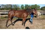 Adopt Ginger a Quarterhorse