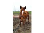 Adopt FC - Classic a Quarterhorse