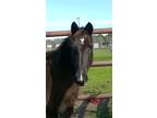 Adopt Samantha a Quarterhorse