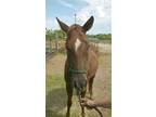 Adopt Tori a Quarterhorse