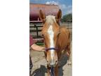 Adopt Leora a Mustang