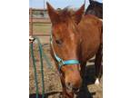 Adopt Mink a Quarterhorse