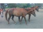 Adopt Tannah a Quarterhorse