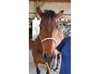 Adopt FC - Ruby a Grade, Haflinger