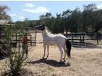 Adopt Lacie Lady a Paint / Pinto