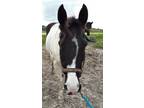 Adopt Cissy a Paint / Pinto