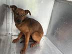 Adopt JOSEPHINE a Rhodesian Ridgeback, Mixed Breed