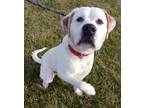 Adopt Jax a Great Pyrenees / Labrador Retriever / Mixed dog in Fremont