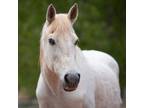 Adopt Hilda a Quarterhorse