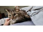 Adopt Meatball Sub a Domestic Short Hair, Maine Coon