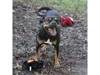 Adopt Margarita a Pit Bull Terrier