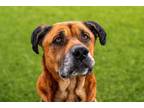 Adopt Clifford a Boxer / Mastiff / Mixed dog in San Diego, CA (41321942)