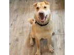 Adopt Cookie a Shar-Pei, Husky