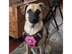 Adopt Evie a Brindle Pug / Australian Shepherd dog in Wichita, KS (39243810)