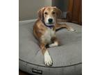 Adopt Kit a Great Pyrenees, Doberman Pinscher