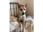 Adopt Joey (formerly known as Latte) a Ibizan Hound, Mixed Breed