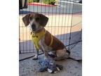 Adopt Shauna a Beagle