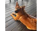 Adopt Scarlet a Australian Kelpie, Mixed Breed