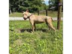 Adopt Lady a Pit Bull Terrier